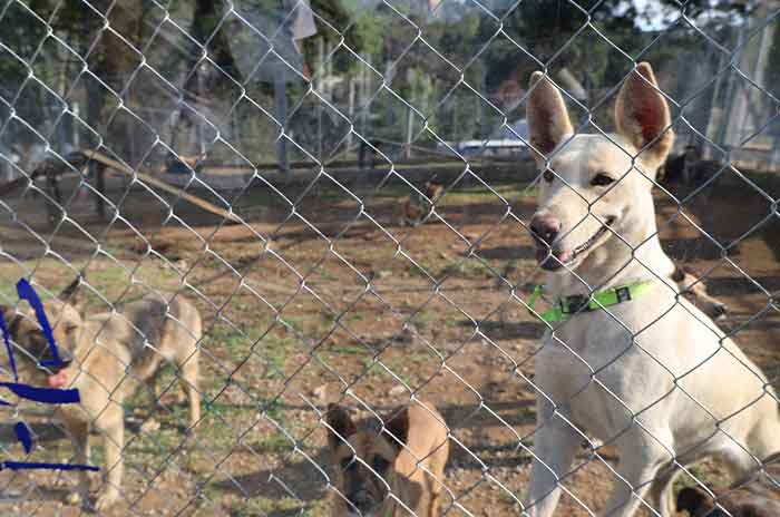 Huixquilucan Inaugura_Romina_Contreras_Centro_de_Atención_y_Protección_Animal_2.jpg